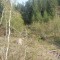 wf_suraua_sorts_fs-7.1_2009.jpg