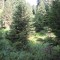 wf_ladir_las-vals_fs-3.1_2013.jpg