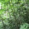20070625_wf-gruenenwald_1a.jpg