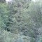 wf_suraua_sorts_fs-1.1_2008.jpg