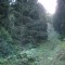 wf_suraua_sorts_fs-2.1_2008.jpg