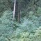 wf_suraua_sorts_fs-2.2_2008.jpg