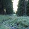 wf_suraua_sorts_fs-3.2_2008.jpg