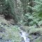 wf_suraua_sorts_fs-4.2_2008.jpg