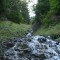 wf_suraua_sorts_fs-4.3_2008.jpg