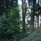 wf_suraua_sorts_fs-4.4_2008.jpg