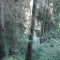 wf_suraua_sorts_fs-5.1_2008.jpg