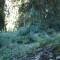 wf_suraua_sorts_fs-5.2_2008.jpg