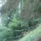 wf_suraua_sorts_fs-5.3_2008.jpg