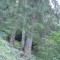 wf_suraua_sorts_fs-6.1_2008.jpg