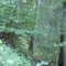 wf_suraua_sorts_fs-6.2_2008.jpg