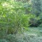 wf_suraua_sorts_fs-7.1_2008.jpg