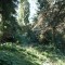 wf_suraua_sorts_fs-7.2_2008.jpg