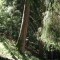 wf_suraua_sorts_fs-7.3_2008.jpg