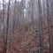 20071031_cholhuttliwald_f1_005.jpg