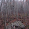 20071031_cholhuttliwald_f2_006.jpg