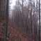 20071031_cholhuttliwald_f5_015.jpg