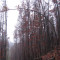20071031_cholhuttliwald_f6_020.jpg