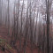 20071031_cholhuttliwald_f7_024.jpg