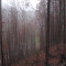 20071031_cholhuttliwald_f8_031.jpg