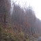 20071031_cholhuttliwald_f9_038.jpg