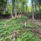 rainwald_f1a.jpg