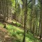 rainwald_f1b.jpg
