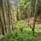 rainwald_f1c.jpg