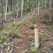 rainwald_f2b.jpg