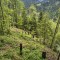 rainwald_f2c.jpg