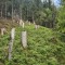 rainwald_f3a.jpg