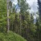 rainwald_f3c.jpg