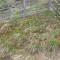 20120509_schwandwald_f9_be_20.jpg