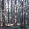 20071003_nuwenalpwald_f3_004.jpg