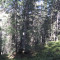 20071003_nuwenalpwald_f5_016.jpg