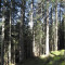 20071003_nuwenalpwald_f6_025.jpg