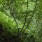 eschlenwald-30.07.15-fst.-a3,-160g,-50mm.jpg