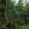 eschlenwald-30.07.15-fst.-b3,-180g,-18mm.jpg