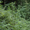 eschlenwald-30.07.15-fst.-b3-230g,-50mm.jpg