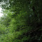 eschlenwald-30.07.15-fst.-b4,-390g,-18mm.jpg