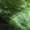 eschlenwald-30.07.15-fst.-c5,-220g,-18mm.jpg