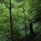 eschlenwald-30.07.15-fst.-c6,-330g,-18mm.jpg