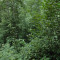 eschlenwald-30.07.15-fst.-d4,-345g,-18mm.jpg