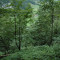 eschlenwald-30.07.15-fst.-d5,-335g,-18mm.jpg