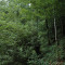 eschlenwald-30.07.15-fst.-d5,-385g,-18mm.jpg