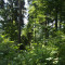 rainwald_f6_180_2017.jpg