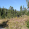 20071017_nienenhuttenwald_f5_049.jpg