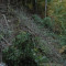 eschlenwald-27.10.2011,-fst-b3,-230g,-50mm.jpg