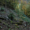 eschlenwald-27.10.2011,-fst-b3,-235g,-18mm.jpg