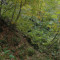 eschlenwald-27.10.2011-fst-a3,-150g,-18mm.jpg